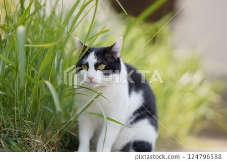 流浪貓在春季變得更加活躍 124796588
