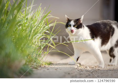 Stray cats become more active in spring Stray cats become more active in spring 124796590
