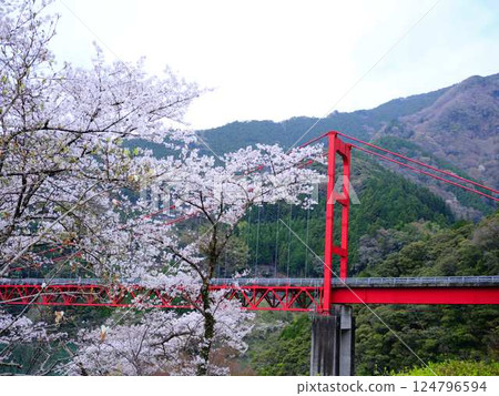 高知縣、大渡水壩橋、櫻花 124796594