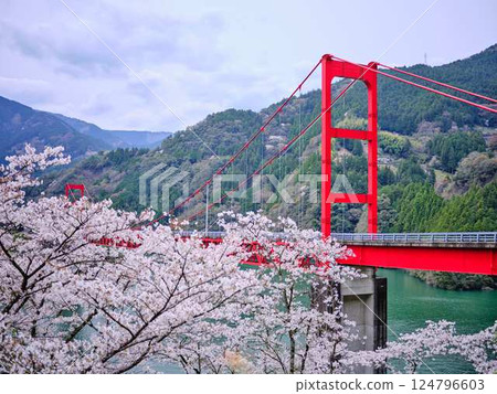 高知縣、大渡水壩橋、櫻花 124796603