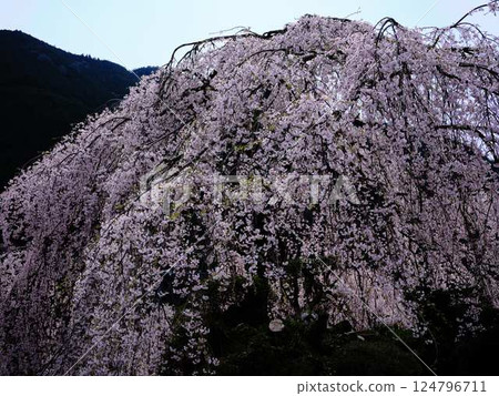 Chubu cherry blossoms of the Chuetsu family 124796711