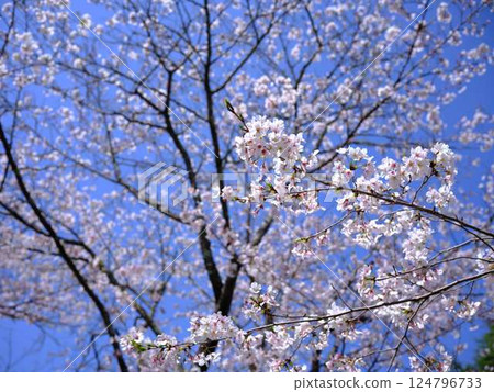 吉野櫻花樹 124796733