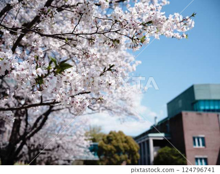 Yoshino cherry tree Yoshino cherry tree 124796741