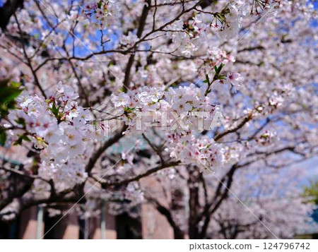 Yoshino cherry tree 124796742