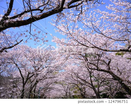 Yoshino cherry tree 124796751