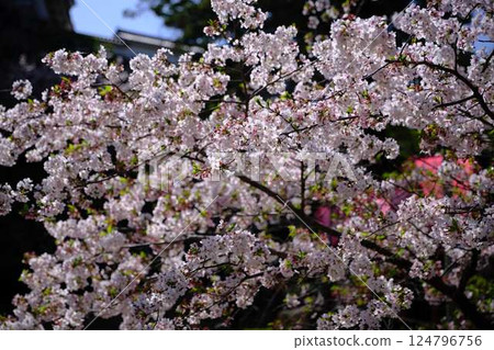吉野櫻花樹 124796756