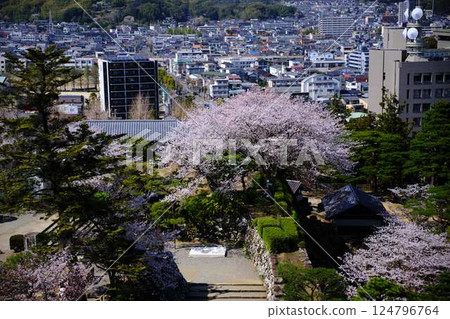 吉野櫻花樹 124796764