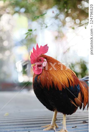 Rooster and Chickens. Free Range Cock and Hens. Rooster and Chickens. Free Range Cock and Hens. 124796820
