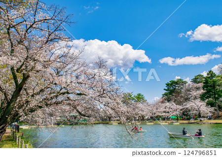 Saitama Prefecture, Saitama City, Omiya Park, Boat Pond, Cherry blossoms in full bloom 124796851