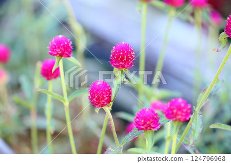 Cute globe amaranth flowers 124796968