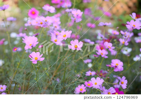 cute cosmos flowers 124796969