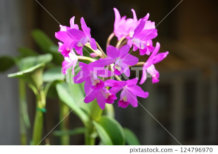 Cattleya flowers 124796970