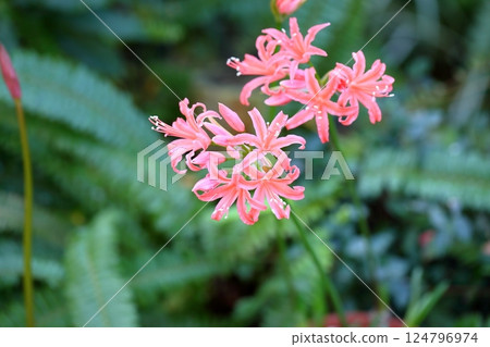 Cute diamond lily flower 124796974