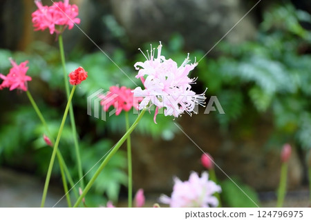 Cute diamond lily flower 124796975