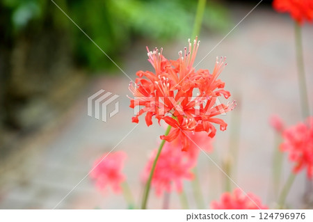 Vivid diamond lily flowers 124796976