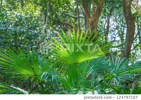 Saw palmetto leaves shining in the sunlight through the trees 124797187