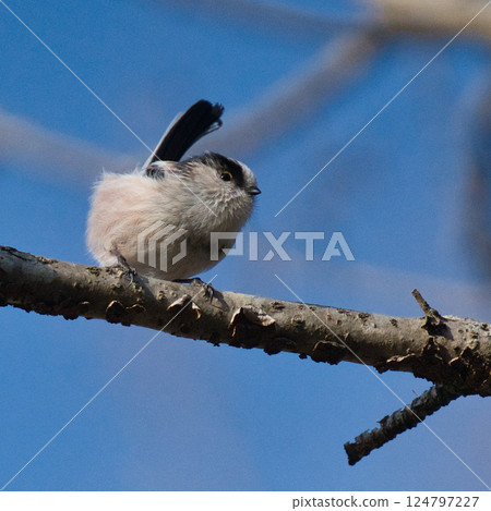 Blue sky and a long-tailed tit taking a break 124797227