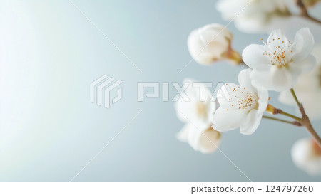 Close-up of pure white flowers with soft light and white space Close-up of pure white flowers with soft light and white space 124797260