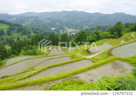 Rice terraces on Matsunoyama and Tensui Island in Tokamachi City 124797332