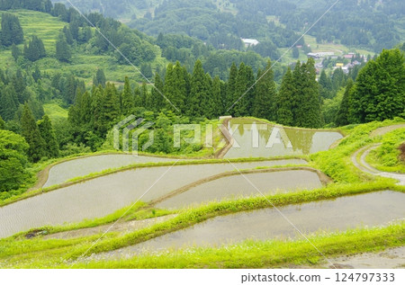 Rice terraces on Matsunoyama and Tensui Island in Tokamachi City Rice terraces on Matsunoyama and Tensui Island in Tokamachi City 124797333