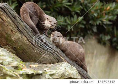 Asian small clawed otter Amblonyx cinerea, small clawed otter Asian small clawed otter Amblonyx cinerea, small clawed otter 124797342