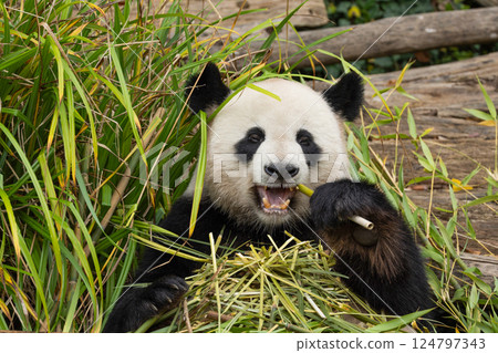 giant black and white panda is eating bamboo. Large animal closeup 124797343