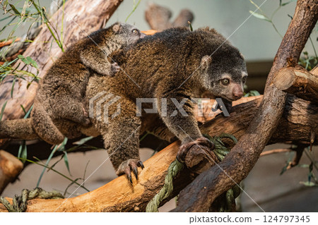 Bear cuscus, Phalanger Maculatus with baby on her back Bear cuscus, Phalanger Maculatus with baby on her back 124797345