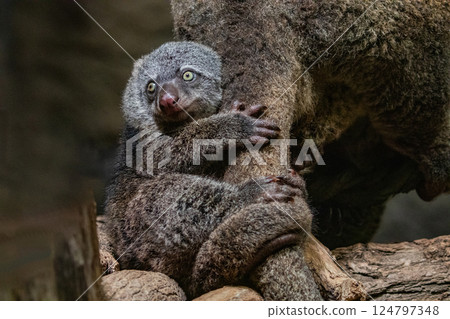 Bear cuscus, Phalanger Maculatus with baby on her back Bear cuscus, Phalanger Maculatus with baby on her back 124797348