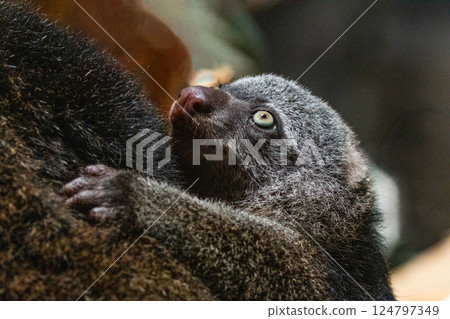 Bear cuscus, Phalanger Maculatus with baby on her back 124797349