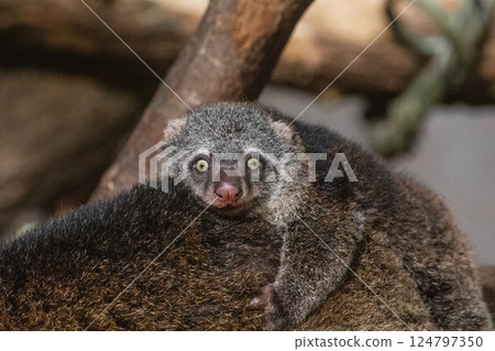 Bear cuscus, Phalanger Maculatus with baby on her back Bear cuscus, Phalanger Maculatus with baby on her back 124797350