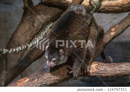 Bear cuscus, Phalanger Maculatus with baby on her back 124797351