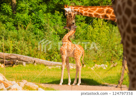 family of Giraffe Giraffa camelopardalis,with a baby. sticking out blue tongue family of Giraffe Giraffa camelopardalis,with a baby. sticking out blue tongue 124797358
