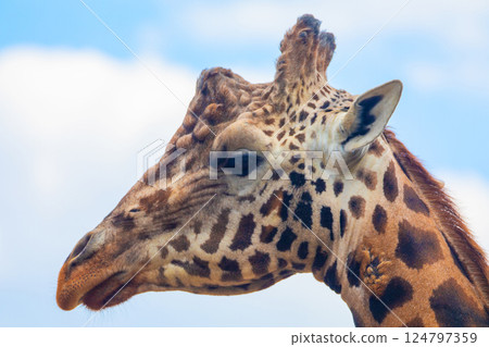 family of Giraffe Giraffa camelopardalis,with a baby. sticking out blue tongue 124797359