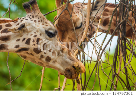 family of Giraffe Giraffa camelopardalis,with a baby. sticking out blue tongue 124797361