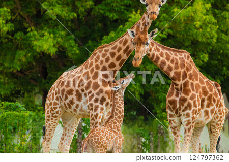 family of Giraffe Giraffa camelopardalis,with a baby. sticking out blue tongue 124797362