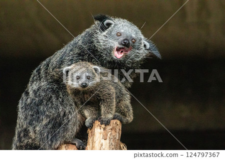 Binturong Arctictis binturong Adult sleeping at the top of a dead tree. 124797367