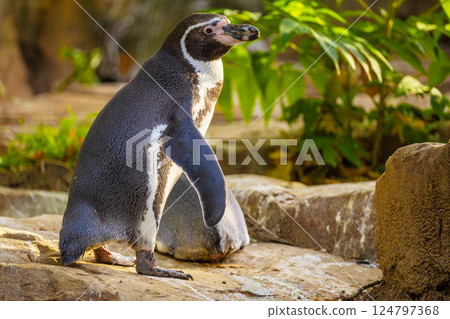 Humboldt Penguin, Colony Spheniscus humboldti Humboldt Penguin, Colony Spheniscus humboldti 124797368