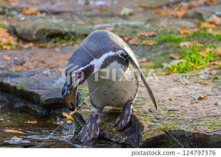 Humboldt Penguin, Colony Spheniscus humboldti Humboldt Penguin, Colony Spheniscus humboldti 124797376