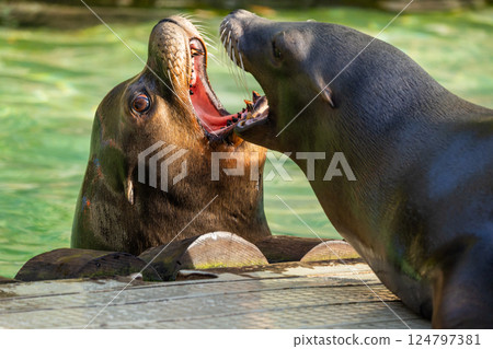 pair of California sea lions bask in sun. Zalophus californianus. pair of California sea lions bask in sun. Zalophus californianus. 124797381