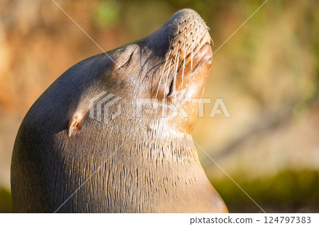 pair of California sea lions bask in sun. Zalophus californianus. 124797383