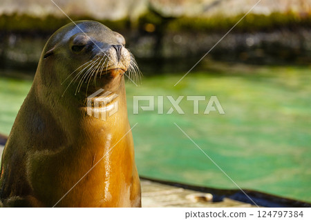 pair of California sea lions bask in sun. Zalophus californianus. pair of California sea lions bask in sun. Zalophus californianus. 124797384