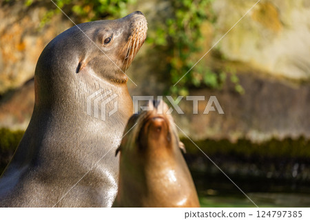 pair of California sea lions bask in sun. Zalophus californianus. 124797385