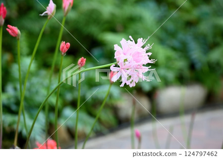 可愛的鑽石百合花 可愛的鑽石百合花 124797462