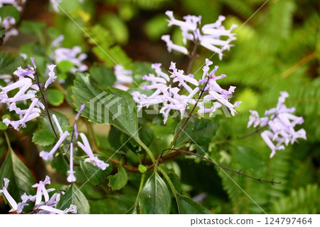 清新的莫娜薰衣草花 清新的莫娜薰衣草花 124797464