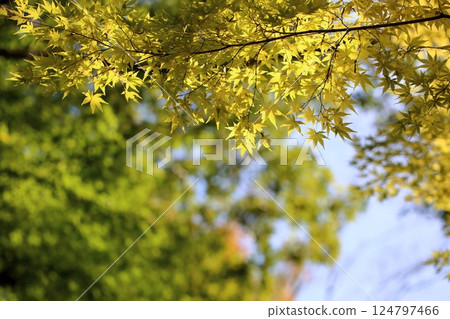golden maple leaf 124797466