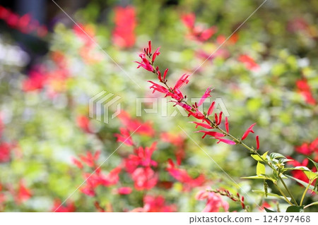 優雅，鼠尾草花，優雅 124797468