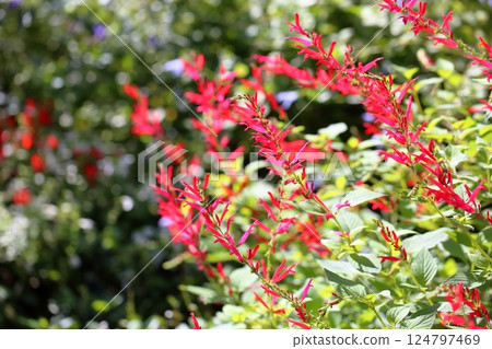 Grace, Salvia flowers, Elegance 124797469