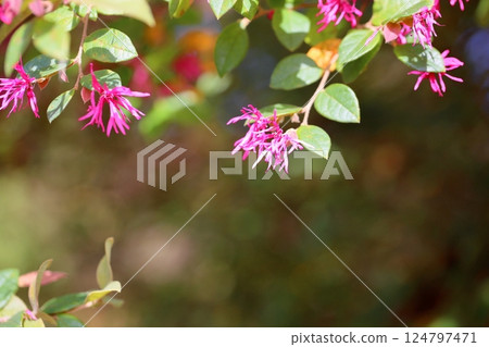 Cute red witch hazel flowers 124797471