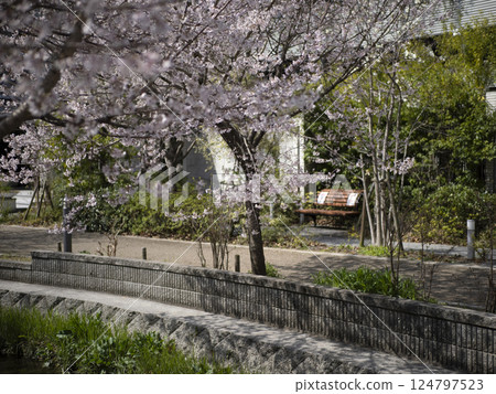 溪邊盛開的櫻花 124797523