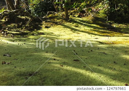 A corner of the temple grounds, where sunlight filters through a carpet of moss 124797661